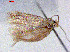  (Trifurcula TurkeyEvN4192 - RMNH.INS.24192)  @12 [ ] CreativeCommons - Attribution Non-Commercial Share-Alike  Erik J. van Nieukerken-Nauturalis Unspecified