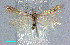  (Trifurcula GenistaumbellataAL07 - RMNH.INS.24282)  @13 [ ] CreativeCommons - Attribution Non-Commercial Share-Alike  Erik J. van Nieukerken-Nauturalis Unspecified