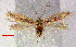  (Trifurcula Retamasphaerocarpa - RMNH.INS.24283)  @13 [ ] CreativeCommons - Attribution Non-Commercial Share-Alike  Erik J. van Nieukerken-Nauturalis Unspecified