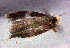  ( - RMNH.INS.24294)  @12 [ ] CreativeCommons - Attribution Non-Commercial Share-Alike  Erik J. van Nieukerken-Nauturalis Unspecified