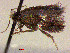  ( - RMNH.INS.24294)  @12 [ ] CreativeCommons - Attribution Non-Commercial Share-Alike  Erik J. van Nieukerken-Nauturalis Unspecified