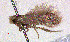  ( - RMNH.INS.24302)  @12 [ ] CreativeCommons - Attribution Non-Commercial Share-Alike  Erik J. van Nieukerken-Nauturalis Unspecified
