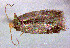  ( - RMNH.INS.24305)  @12 [ ] CreativeCommons - Attribution Non-Commercial Share-Alike  Erik J. van Nieukerken-Nauturalis Unspecified