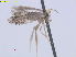 ( - RMNH.INS.24593)  @13 [ ] CreativeCommons - Attribution Non-Commercial Share-Alike (2016) Erik J. van Nieukerken-Nauturalis Unspecified