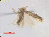 (Trifurcula barbertonensis - RMNH.INS.24803)  @13 [ ] CreativeCommons - Attribution Non-Commercial Share-Alike  E.J. van Nieukerken Naturalis Biodiversity Center