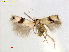  ( - RMNH.INS.24965)  @11 [ ] CreativeCommons  Attribution Non-Commercial Share-Alike (2017) Erik J. van Nieukerken-Nauturalis Unspecified