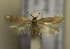  (Trifurcula trasaghica - RMNH.5012010)  @13 [ ] CreativeCommons  Attribution Non-Commercial Share-Alike (2016) A. Lastuvka Mendel University, Brno