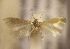  (Trifurcula CytisusbalansaeAL20 - RMNH.5012014)  @13 [ ] CreativeCommons  Attribution Non-Commercial Share-Alike (2016) A. Lastuvka Mendel University, Brno