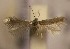  ( - RMNH.5012017)  @13 [ ] CreativeCommons  Attribution Non-Commercial Share-Alike (2016) A. Lastuvka Mendel University, Brno