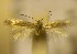  (Trifurcula GenistapumilaAL28 - RMNH.5012018)  @13 [ ] CreativeCommons  Attribution Non-Commercial Share-Alike (2016) A. Lastuvka Mendel University, Brno