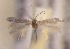  (Trifurcula GenistaAL15 - RMNH.5012026)  @12 [ ] CreativeCommons  Attribution Non-Commercial Share-Alike (2016) A. Lastuvka Mendel University, Brno