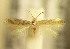  (Trifurcula EchinospartumlusitanicumAL13 - RMNH.5012035)  @13 [ ] CreativeCommons  Attribution Non-Commercial Share-Alike (2016) A. Lastuvka Mendel University, Brno