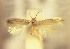  (Trifurcula EchinospartumboissieriAL02 - RMNH.5012037)  @11 [ ] CreativeCommons  Attribution Non-Commercial Share-Alike (2016) A. Lastuvka Mendel University, Brno