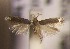  (Trifurcula GenistapolyanthosAL32 - RMNH.5012041)  @12 [ ] CreativeCommons  Attribution Non-Commercial Share-Alike (2016) A. Lastuvka Mendel University, Brno