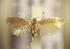  (Trifurcula cytisanthi - RMNH.5012049)  @11 [ ] CreativeCommons  Attribution Non-Commercial Share-Alike (2016) A. Lastuvka Mendel University, Brno