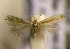  (Trifurcula etnensis - RMNH.5012054)  @11 [ ] CreativeCommons  Attribution Non-Commercial Share-Alike (2016) A. Lastuvka Mendel University, Brno