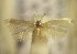  (Trifurcula SpainAl12 - RMNH.5012060)  @13 [ ] CreativeCommons  Attribution Non-Commercial Share-Alike (2016) A. Lastuvka Mendel University, Brno