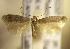  (Trifurcula GenistascorpiusAL05 - RMNH.5012063)  @13 [ ] CreativeCommons  Attribution Non-Commercial Share-Alike (2016) A. Lastuvka Mendel University, Brno