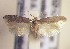  (Trifurcula GenistascorpiusAL05 - RMNH.5012064)  @13 [ ] CreativeCommons  Attribution Non-Commercial Share-Alike (2016) A. Lastuvka Mendel University, Brno