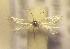  (Trifurcula peloponnesica - RMNH.5012096)  @11 [ ] CreativeCommons  Attribution Non-Commercial Share-Alike (2016) A. Lastuvka Mendel University, Brno