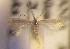  (Trifurcula anthyllidella - RMNH.5012098)  @12 [ ] CreativeCommons  Attribution Non-Commercial Share-Alike (2016) A. Lastuvka Mendel University, Brno
