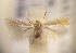  (Trifurcula chamaecytisi - RMNH.5012110)  @11 [ ] CreativeCommons  Attribution Non-Commercial Share-Alike (2016) A. Lastuvka Mendel University, Brno