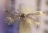  (Trifurcula macedonica - RMNH.5012112)  @11 [ ] CreativeCommons  Attribution Non-Commercial Share-Alike (2016) A. Lastuvka Mendel University, Brno
