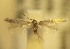  ( - RMNH.5012117)  @11 [ ] CreativeCommons  Attribution Non-Commercial Share-Alike (2016) A. Lastuvka Mendel University, Brno