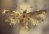  (Zimmermannia hispanica - RMNH.5012185)  @14 [ ] CreativeCommons  Attribution Non-Commercial Share-Alike (2016) A. Lastuvka Mendel University, Brno
