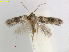  ( - RMNH.INS.25064)  @11 [ ] CreativeCommons  Attribution Non-Commercial Share-Alike (2018) Erik J. van Nieukerken-Nauturalis Naturalis Biodiversity Center