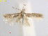  (Trifurcula orientella - RMNH.INS.25068)  @13 [ ] CreativeCommons  Attribution Non-Commercial Share-Alike (2018) Erik J. van Nieukerken-Nauturalis Naturalis Biodiversity Center