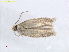  ( - RMNH.INS.25089)  @11 [ ] CreativeCommons  Attribution Non-Commercial Share-Alike (2018) Erik J. van Nieukerken-Nauturalis Naturalis Biodiversity Center