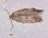  ( - RMNH.INS.25120)  @11 [ ] CreativeCommons  Attribution Non-Commercial Share-Alike (2019) Erik J. van Nieukerken-Naturalis Naturalis Biodiversity Center