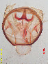  ( - RMNH.INS.25160)  @11 [ ] CreativeCommons  Attribution Non-Commercial Share-Alike (2020) Erik J. van Nieukerken-Naturalis Naturalis Biodiversity Center