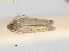 ( - RMNH.INS.25168)  @11 [ ] CreativeCommons  Attribution Non-Commercial Share-Alike (2020) Erik J. van Nieukerken-Naturalis Naturalis Biodiversity Center