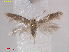  ( - RMNH.INS.25175)  @11 [ ] CreativeCommons  Attribution Non-Commercial Share-Alike (2020) Erik J. van Nieukerken-Naturalis Naturalis Biodiversity Center