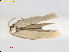  ( - RMNH.INS.25185)  @11 [ ] CreativeCommons  Attribution Non-Commercial Share-Alike (2020) Erik J. van Nieukerken-Naturalis Naturalis Biodiversity Center