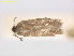  ( - RMNH.INS.25189)  @11 [ ] CreativeCommons  Attribution Non-Commercial Share-Alike (2020) Erik J. van Nieukerken-Naturalis Naturalis Biodiversity Center
