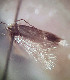  ( - RMNH.INS.25204)  @11 [ ] CreativeCommons  Attribution Non-Commercial Share-Alike (2020) Erik J. van Nieukerken-Naturalis Naturalis Biodiversity Center