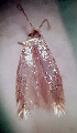  ( - RMNH.INS.25210)  @12 [ ] CreativeCommons  Attribution Non-Commercial Share-Alike (2020) Erik J. van Nieukerken-Naturalis Naturalis Biodiversity Center