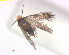  ( - RMNH.INS.25218)  @11 [ ] CreativeCommons  Attribution Non-Commercial Share-Alike (2020) Erik J. van Nieukerken-Naturalis Naturalis Biodiversity Center