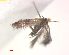  ( - RMNH.INS.25218)  @11 [ ] CreativeCommons  Attribution Non-Commercial Share-Alike (2020) Erik J. van Nieukerken-Naturalis Naturalis Biodiversity Center