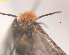  ( - RMNH.INS.25218)  @11 [ ] CreativeCommons  Attribution Non-Commercial Share-Alike (2020) Erik J. van Nieukerken-Naturalis Naturalis Biodiversity Center
