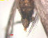  ( - RMNH.INS.25218)  @11 [ ] CreativeCommons  Attribution Non-Commercial Share-Alike (2020) Erik J. van Nieukerken-Naturalis Naturalis Biodiversity Center