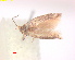  ( - RMNH.INS.25219)  @11 [ ] CreativeCommons  Attribution Non-Commercial Share-Alike (2020) Erik J. van Nieukerken-Naturalis Naturalis Biodiversity Center