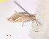  ( - RMNH.INS.25219)  @11 [ ] CreativeCommons  Attribution Non-Commercial Share-Alike (2020) Erik J. van Nieukerken-Naturalis Naturalis Biodiversity Center
