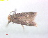  ( - RMNH.INS.25228)  @11 [ ] CreativeCommons  Attribution Non-Commercial Share-Alike (2020) Erik J. van Nieukerken-Naturalis Naturalis Biodiversity Center