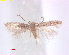  ( - RMNH.INS.25232)  @11 [ ] CreativeCommons  Attribution Non-Commercial Share-Alike (2020) Erik J. van Nieukerken-Naturalis Naturalis Biodiversity Center
