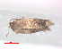  ( - RMNH.INS.25235)  @11 [ ] CreativeCommons  Attribution Non-Commercial Share-Alike (2020) Erik J. van Nieukerken-Naturalis Naturalis Biodiversity Center