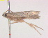  ( - RMNH.INS.25236)  @11 [ ] CreativeCommons  Attribution Non-Commercial Share-Alike (2020) Erik J. van Nieukerken-Naturalis Naturalis Biodiversity Center